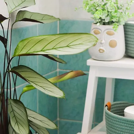 Attico Aurelia Antica Appartement *